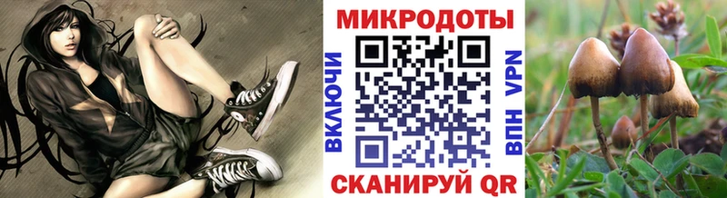 хочу   Касимов  дарк нет какой сайт  Псилоцибиновые грибы Psilocybine cubensis 